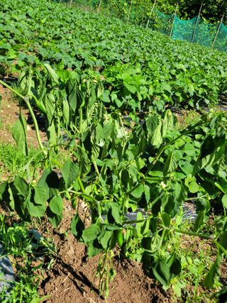 이의도님의 고추 · 병해충상담 작성글 사진