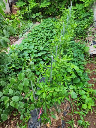 토다리 토종님의 고구마 · 영농일지 작성글 사진