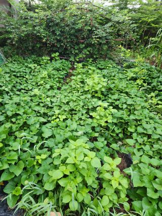 토다리 토종님의 고구마 · 영농일지 작성글 사진