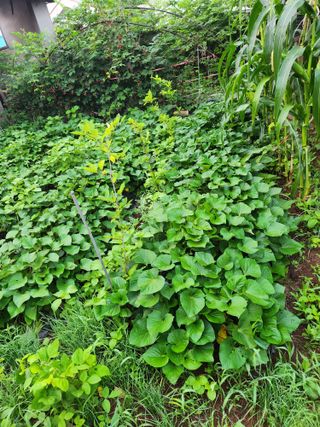 토다리 토종님의 고구마 · 영농일지 작성글 사진