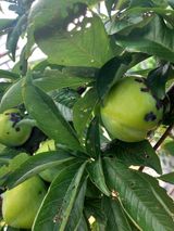 팜모닝 자유주제·자유게시판 게시글 이미지