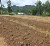 팜모닝 자유주제·자유게시판 게시글 이미지