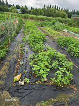 팜모닝 자유주제·자유게시판 게시글 이미지