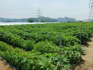 고추6833님의 참깨 · 자유게시판 작성글 사진