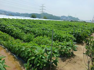 고추6833님의 참깨 · 자유게시판 작성글 사진