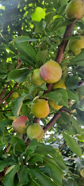 김문길님의 자두 · 병해충상담 작성글 사진