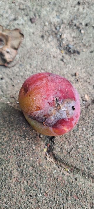 김문길님의 자두 · 병해충상담 작성글 사진