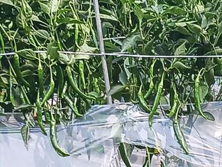 참벌님의 고추 · 일상 작성글 사진