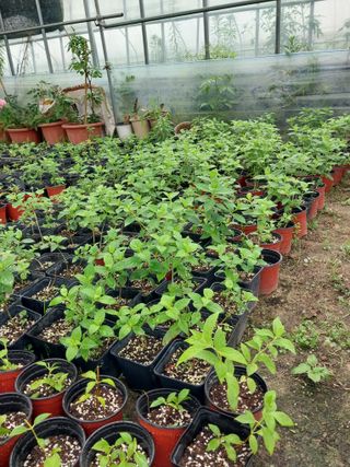 팜모닝회원 최창락 님의 자유주제 · 사진전 작성글 사진