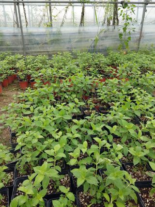 팜모닝회원 최창락 님의 자유주제 · 사진전 작성글 사진