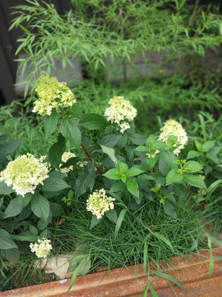 팜모닝회원 최창락 님의 자유주제 · 사진전 작성글 사진