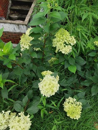 팜모닝회원 최창락 님의 자유주제 · 사진전 작성글 사진