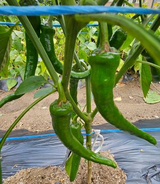 양주촌로님의 자유주제 · 자유게시판 작성글 사진