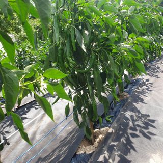 강릉황소님의 자유주제 · 자유게시판 작성글 사진