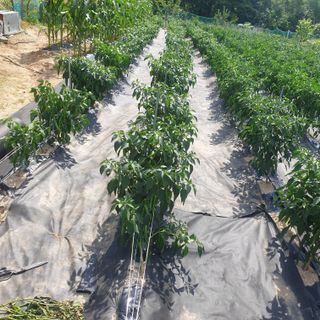 강릉황소님의 자유주제 · 자유게시판 작성글 사진