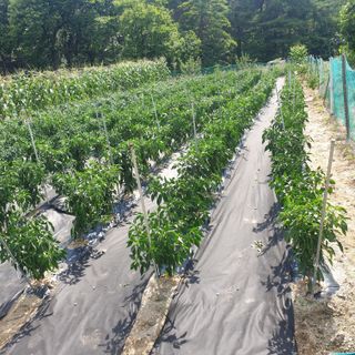 강릉황소님의 자유주제 · 자유게시판 작성글 사진