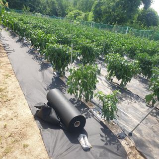 강릉황소님의 자유주제 · 자유게시판 작성글 사진