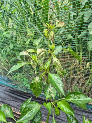 송영래님의 고추 · 병해충상담 작성글 사진