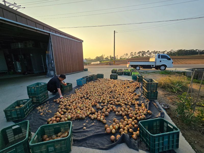 무안정농장님의 장터 판매 상품 [무안 깐 양파 10kg] 첨부 사진
