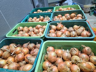 무안정농장님의 작성글 사진