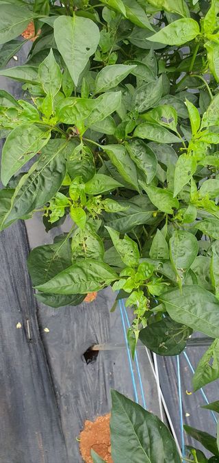 왕초보농사꾼님의 고추 · 병해충상담 작성글 사진