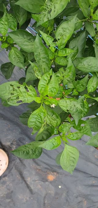 왕초보농사꾼님의 고추 · 병해충상담 작성글 사진