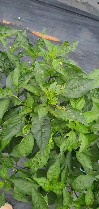 왕초보농사꾼님의 고추 · 병해충상담 작성글 사진