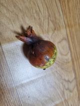 팜모닝 기타작물·병해충상담 게시글 이미지