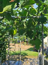 팜모닝 호박·영농일지 게시글 이미지