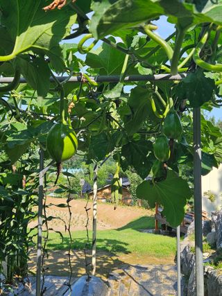 왕궁농장님의 호박 · 영농일지 작성글 사진