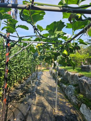 왕궁농장님의 호박 · 영농일지 작성글 사진