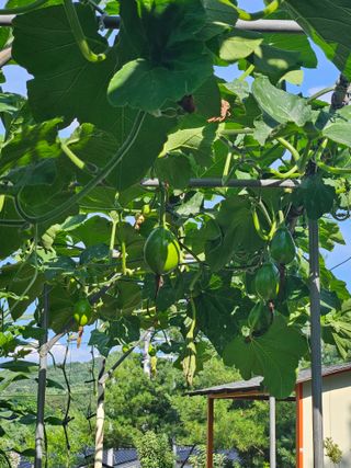 왕궁농장님의 호박 · 영농일지 작성글 사진