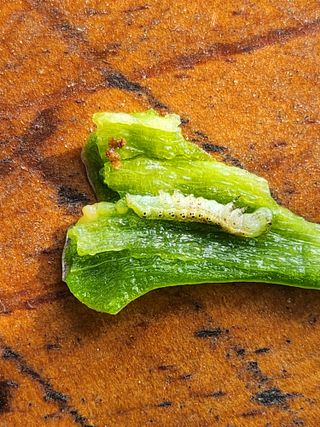 풀빛정원님의 고추 · 병해충상담 작성글 사진