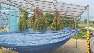 제주농부님의 참깨 · 영농일지 작성글 사진