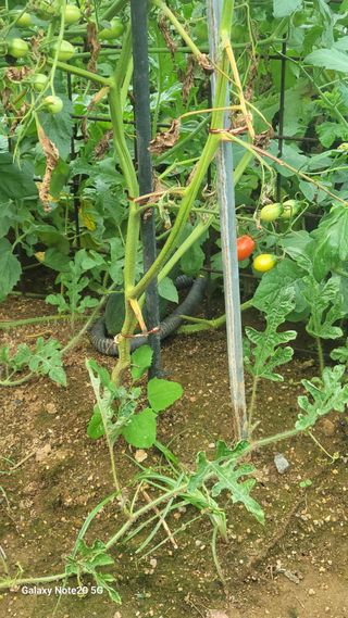 제주농부님의 참깨 · 영농일지 작성글 사진