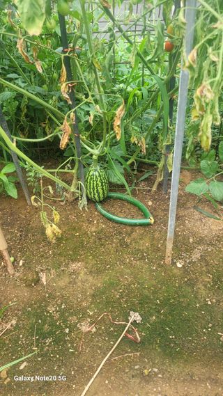 제주농부님의 참깨 · 영농일지 작성글 사진