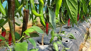 제주농부님의 참깨 · 영농일지 작성글 사진