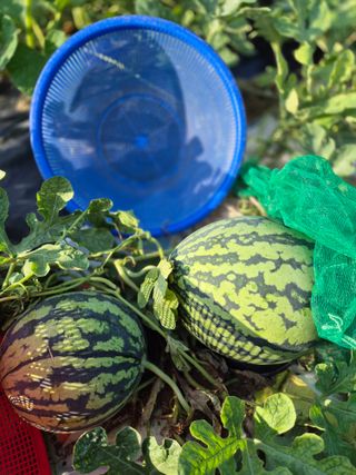 봉림동 태진농장님의 🍉여름을 나는 방법·참여글 작성글 사진