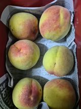 봉림동 태진농장님의 🍉여름을 나는 방법·참여글 작성글 사진
