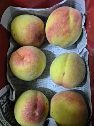 봉림동 태진농장님의 🍉여름을 나는 방법 · 참여글 작성글 사진