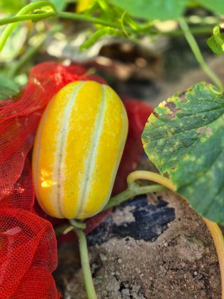 봉림동 태진농장님의 🍉여름을 나는 방법 · 참여글 작성글 사진