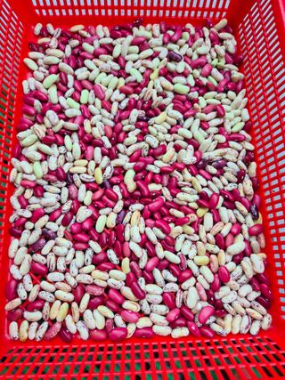 봉림동 태진농장님의 🍉여름을 나는 방법 · 참여글 작성글 사진