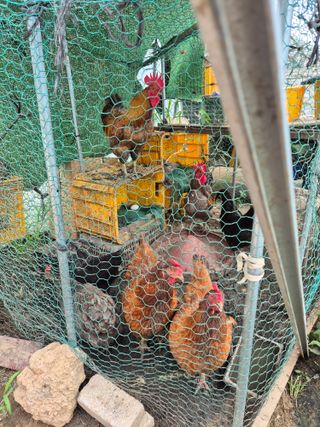 봉림동 태진농장님의 🍉여름을 나는 방법 · 참여글 작성글 사진