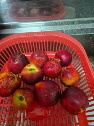 봉림동 태진농장님의 🍉여름을 나는 방법 · 참여글 작성글 사진