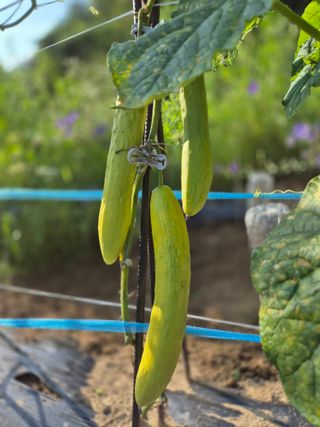 봉림동 태진농장님의 🍉여름을 나는 방법 · 참여글 작성글 사진