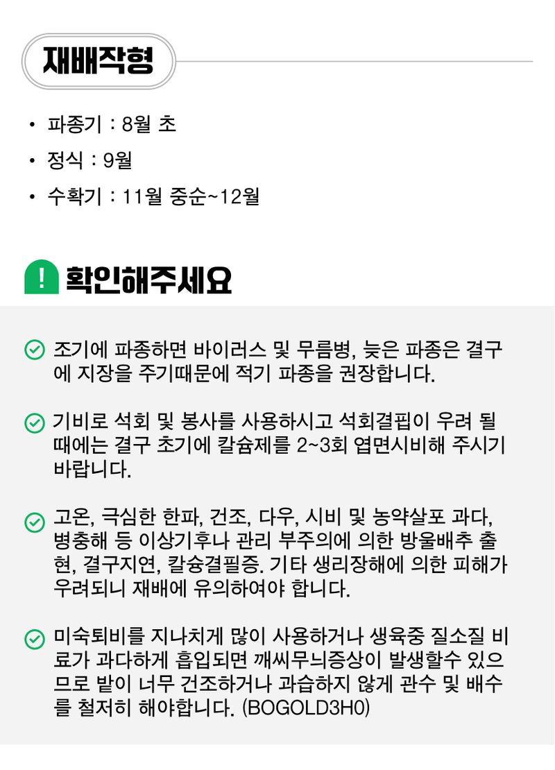 팜모닝 상점님의 장터 판매 상품 [[골드바이오] 황금골드김장80배추(김장배추) 씨앗종자 500립] 첨부 사진