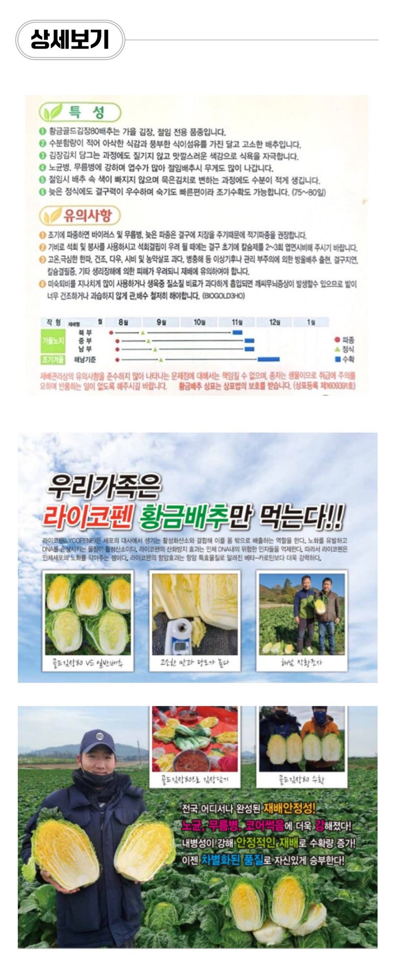 팜모닝 상점님의 장터 판매 상품 [[골드바이오] 황금골드김장80배추(김장배추) 씨앗종자 500립] 첨부 사진