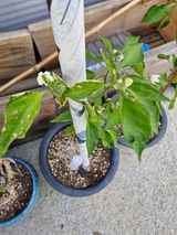 팜모닝 고추·병해충상담 게시글 이미지