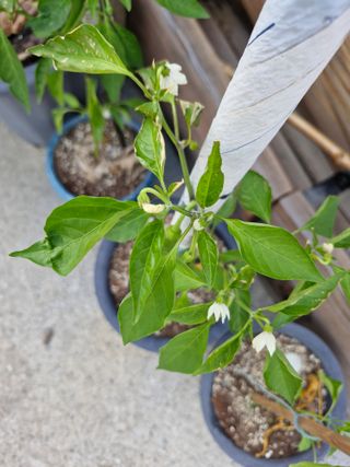 낙엽교목류13303님의 고추 · 병해충상담 작성글 사진