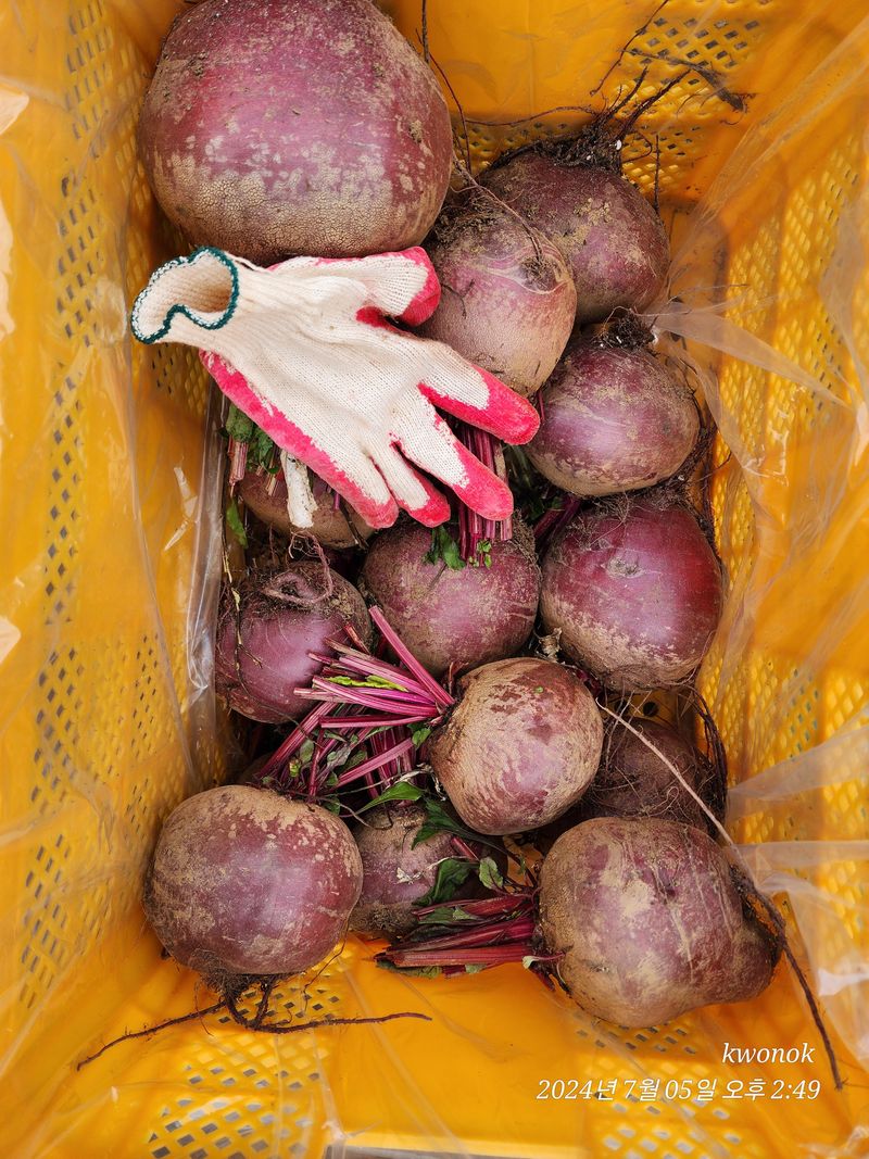 장터 상품 [레드비트 10키로] 썸네일